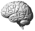 brain